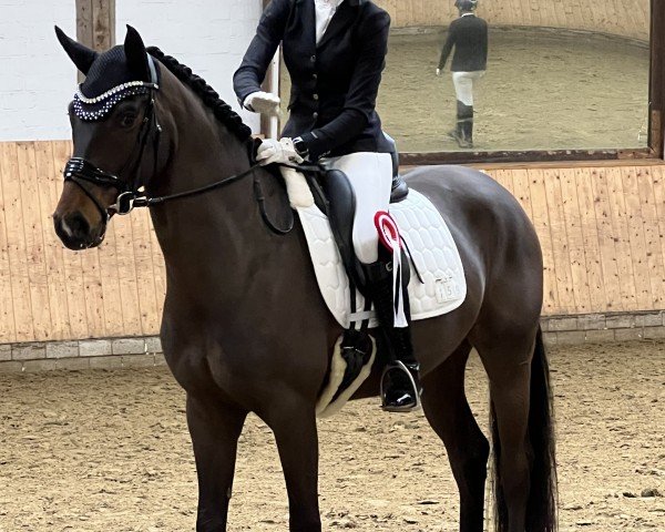 horse Fancy Fire (Oldenburg, 2019, from Follow Him´s Schönweide)
