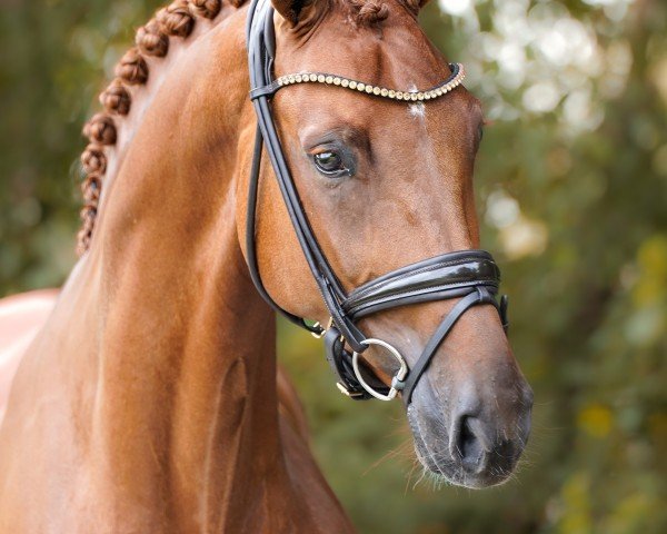 horse Escalastica (Oldenburg, 2019, from Escamillo)