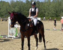 jumper C drei P O (anglo european sporthorse, 2018, from Call me Pezi)