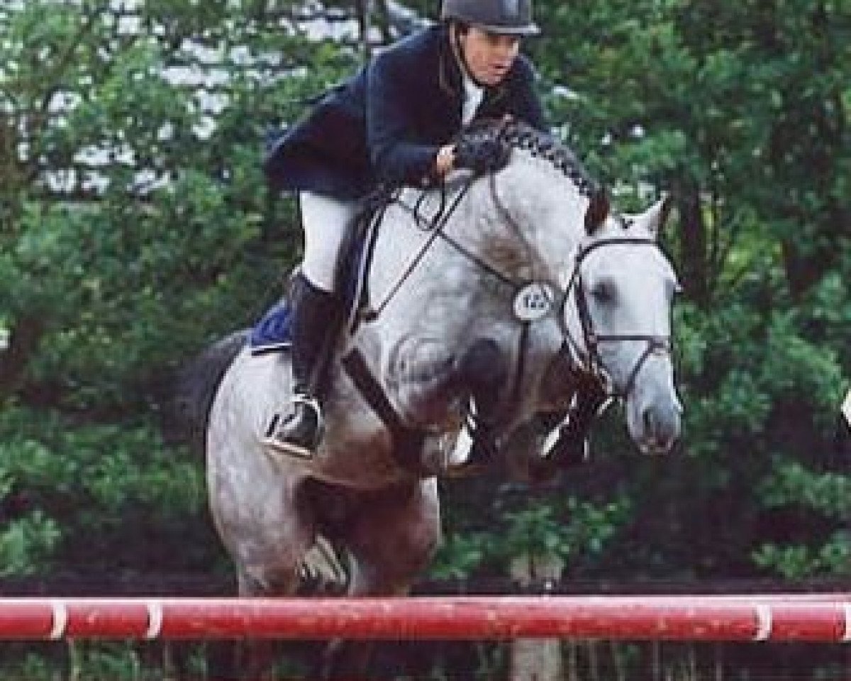 Deckhengst Canadian River (Holsteiner, 1994, von Capitol I)