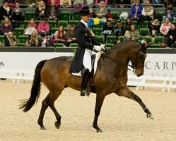 dressage horse Toy Story 2 (Swedish Warmblood, 2000, from Come Back II)