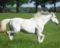jumper Calme's Coolio (Austrian Warmblood, 2013, from Calme P)