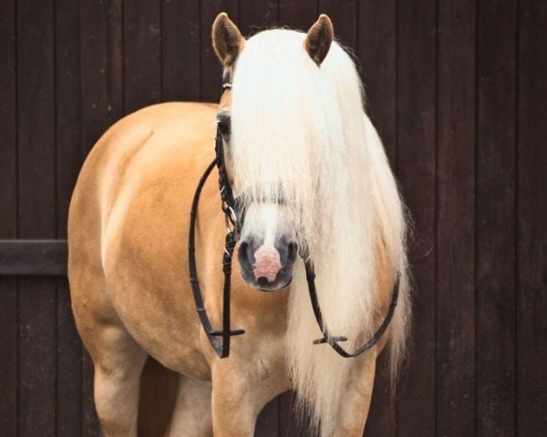 Cavallo da Dressage Allegra (sconosciuto, 2012)