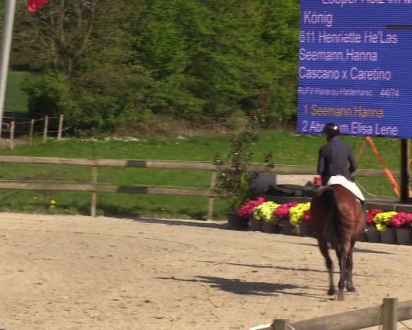 Reitturnier Looperholzer Turniertage 2024