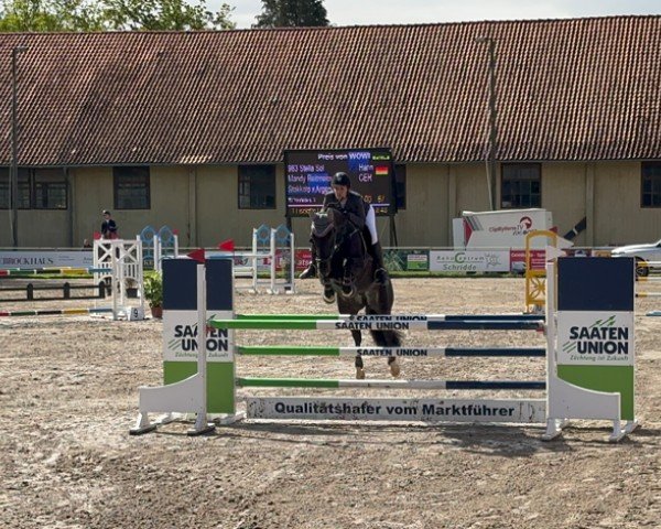 jumper Stella Sol (Hanoverian, 2016, from Stakkato)