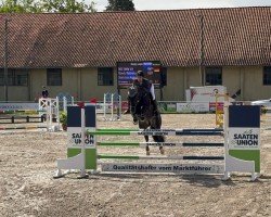 jumper Stella Sol (Hanoverian, 2016, from Stakkato)