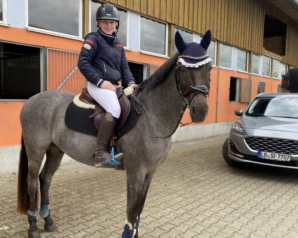 Deckhengst Halloween 67 (Deutsches Reitpony, 2010, von Highway N)