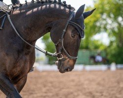 dressage horse Samedi H (Hanoverian, 2012, from Sir Calypso)
