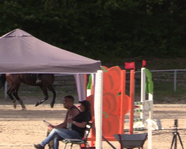 Reitturnier Lgl.-Oberhain, B95 2024