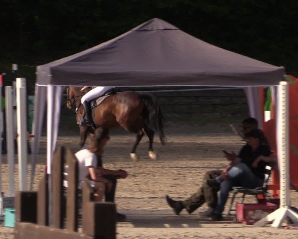 Reitturnier Lgl.-Oberhain, B95 2024