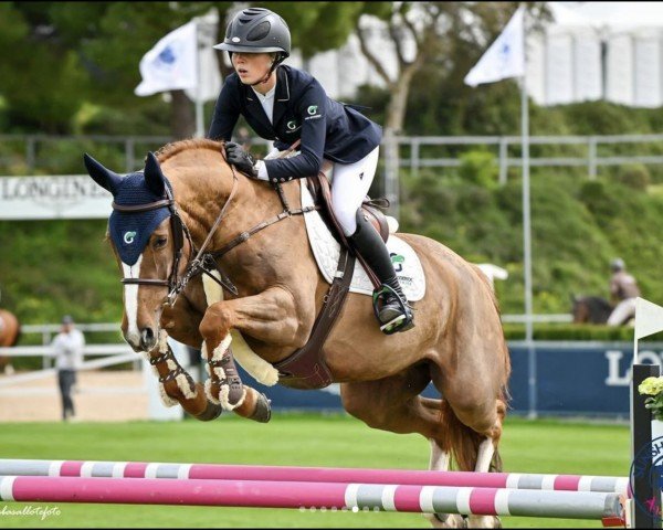 Springpferd Luigi (unbekannt, 2017, von Luidam)