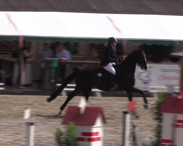 Reitturnier Havixbeck 2024