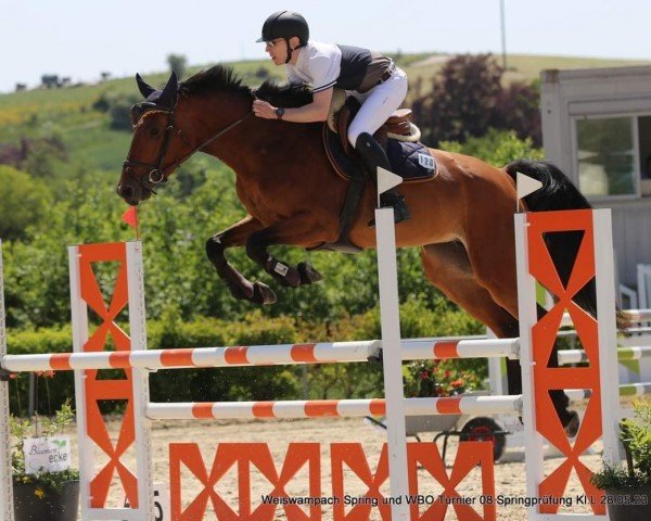 jumper Quiana HD (Belgian Warmblood, 2016, from Dieu-Merci van T&L)