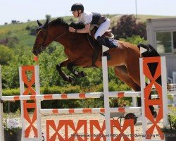jumper Quiana HD (Belgian Warmblood, 2016, from Dieu-Merci van T&L)