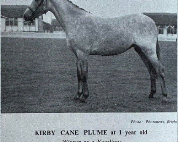 broodmare Kirby Cane Plume (Welsh-Pony (Section B), 1960, from Coed Coch Blaen Lleuad)