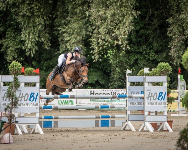 jumper Golden Skywalker (German Riding Pony, 2016, from HET Golden Dream)