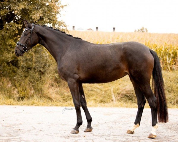 dressage horse Beautiful Pearl (German Sport Horse, 2020, from Bohemian)