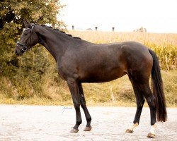 Cavallo da Dressage Beautiful Pearl (Cavallo Sportivo Tedesco, 2020, di Bohemian)
