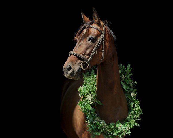 broodmare Donna Perino (Bavarian, 2010, from Moosbachhof's Peron)