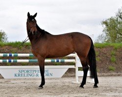 Springpferd Chacca Blue 3 (Oldenburger Springpferd, 2019, von Chacoon Blue)