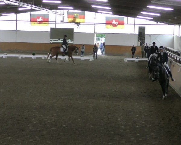 Reitturnier Hildesheim-Steuerwald 2024