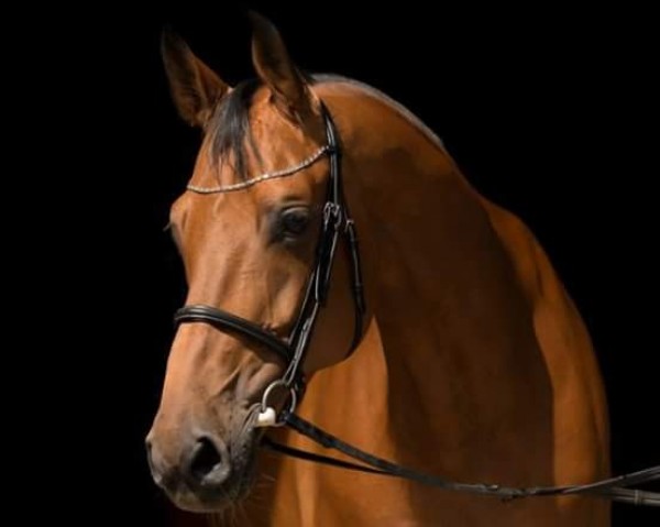 horse Antigua 20 (Württemberger, 2006, from Aralimbo)