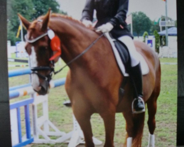 dressage horse Farino (Westphalian, 1993, from Festivo)