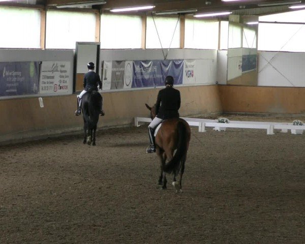Reitturnier Hildesheim-Steuerwald 2024