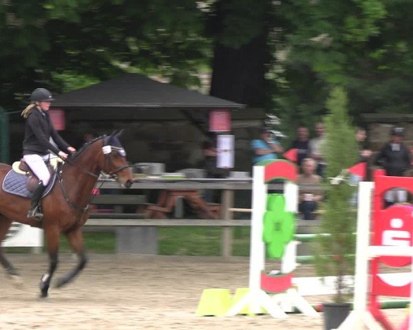 Reitturnier Hildesheim-Steuerwald 2024