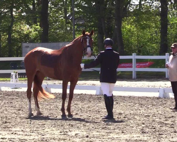 Reitturnier Dressurturnier Mildstedt 2024