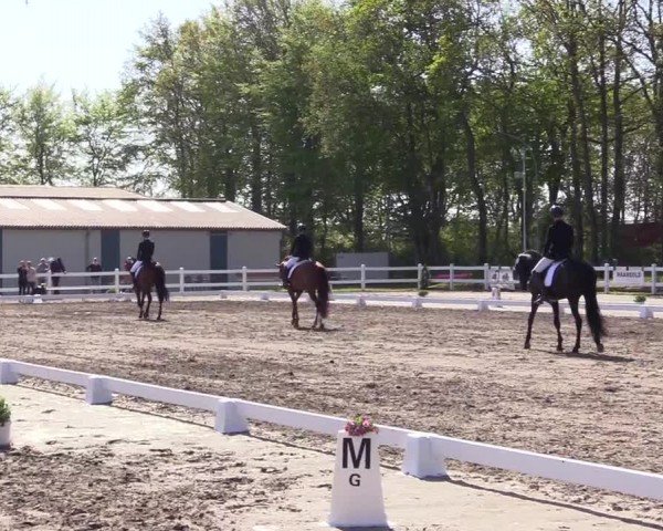 Reitturnier Dressurturnier Mildstedt 2024