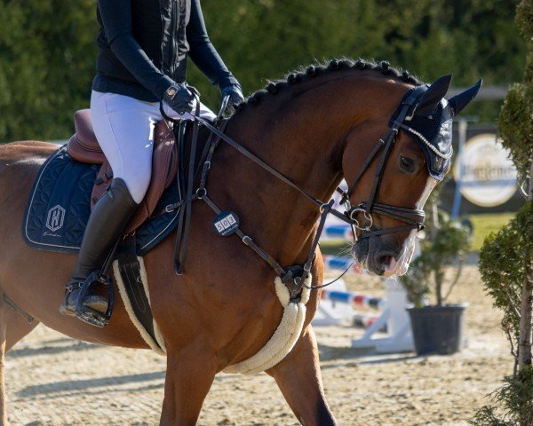 jumper De la Cantos (Westphalian, 2019, from Dacantos)