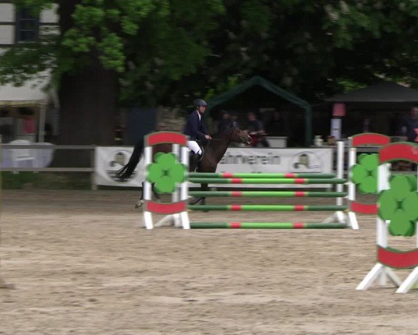 Reitturnier Hildesheim-Steuerwald 2024