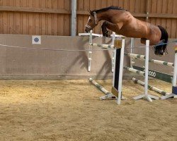 jumper Haiana 3 (Holsteiner, 2015, from Cascadello)