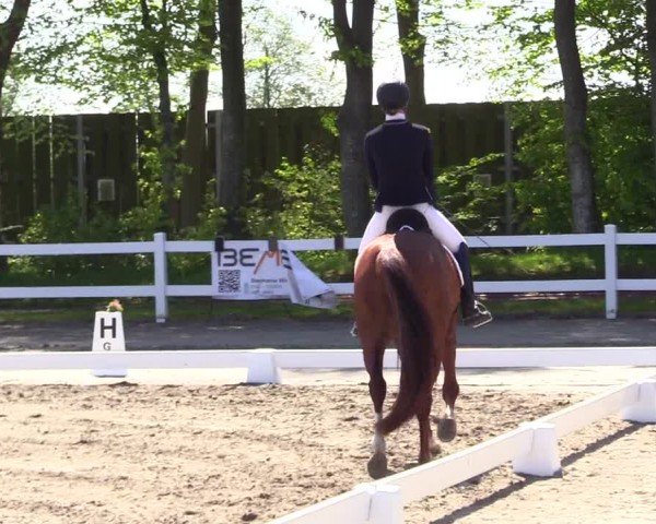 Reitturnier Dressurturnier Mildstedt 2024