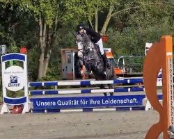 jumper Caramba 128 (Zangersheide riding horse, 2020, from Columbus Z 3)