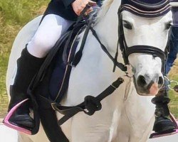 dressage horse Daisy HD (Welsh, 2013)