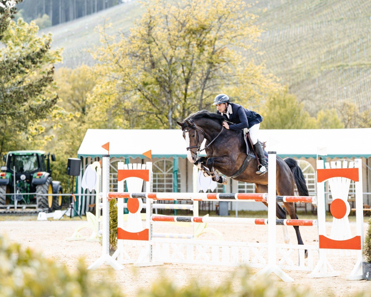 jumper Dominator's Doerthe Z (Zangersheide riding horse, 2017, from Dominator 2000 Z)
