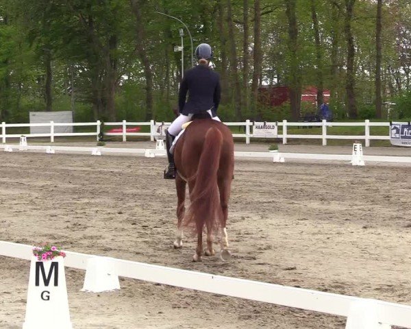 Reitturnier Dressurturnier Mildstedt 2024