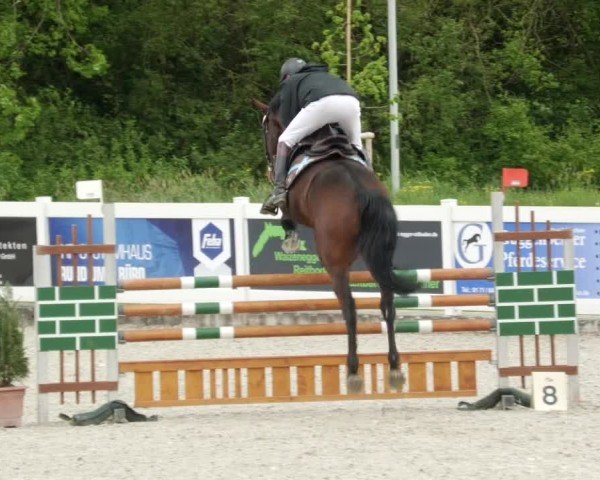 Reitturnier Babenhausen/Schw. 2024