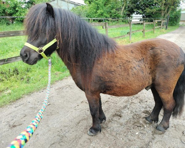 horse Lumpi (Shetland Pony, 2021, from Zaubertroll vom Rindergraben) horse Lumpi (Shetland Pony, 2021, from Zaubertroll vom Rindergraben)