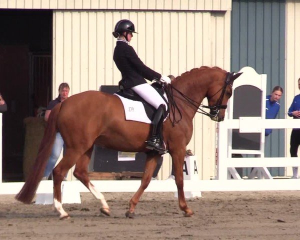 Reitturnier Dressurturnier Mildstedt 2024