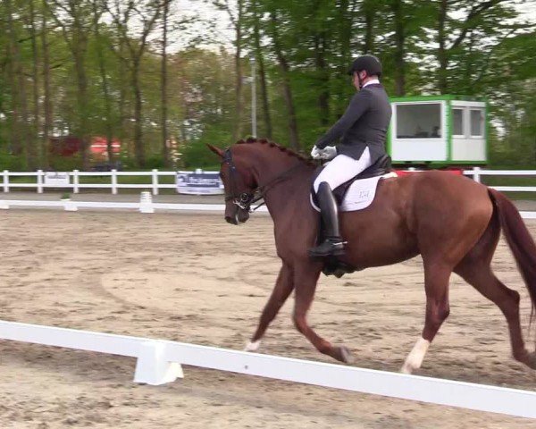 Reitturnier Dressurturnier Mildstedt 2024