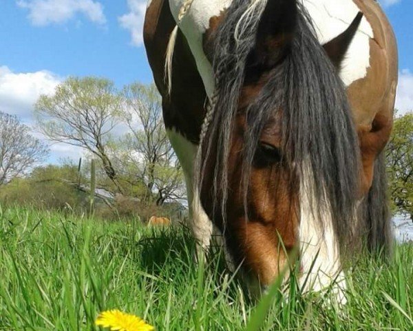 broodmare Candigirl (Tinker / Irish Cob / Gypsy Vanner, 1999, from Candiman)