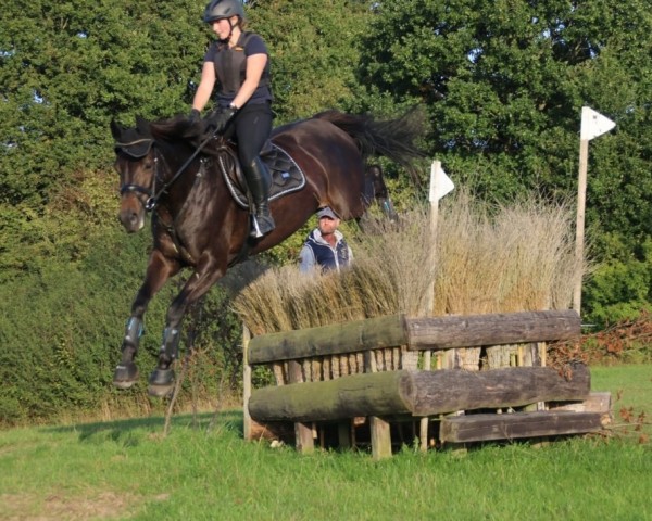 Pferd Hope of Heaven 3 (Holsteiner, 2015, von Adagio de Talma)