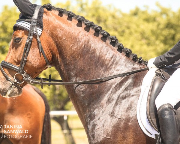 horse Nespresso K (German Sport Horse, 2015, from Numero Uno)