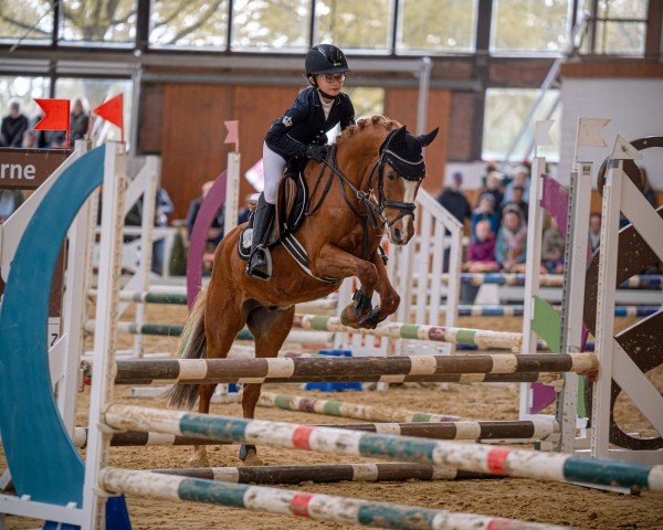 dressage horse Top Freddy (German Riding Pony, 2005, from Top Karetino)