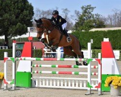 jumper Pivot des Coeurs (Hanoverian, 2009, from Perigueux)