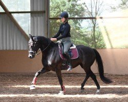 dressage horse Finest Faible (Oldenburg, 2016, from Finest)
