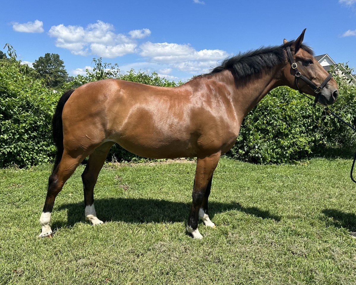 Cavallo da salto Pommery van't Oud Vliegveld (Cavallo a sangue caldo belga, 2015, di Elvis Ter Putte)
